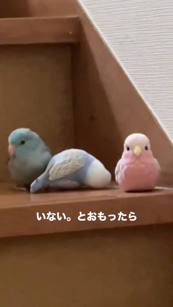 ルルちゃんを発見!