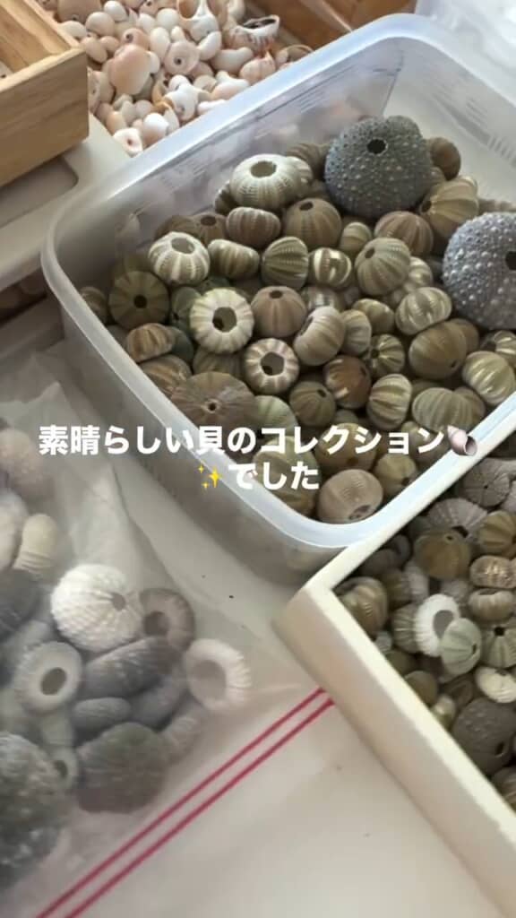 たくさんの貝殻！