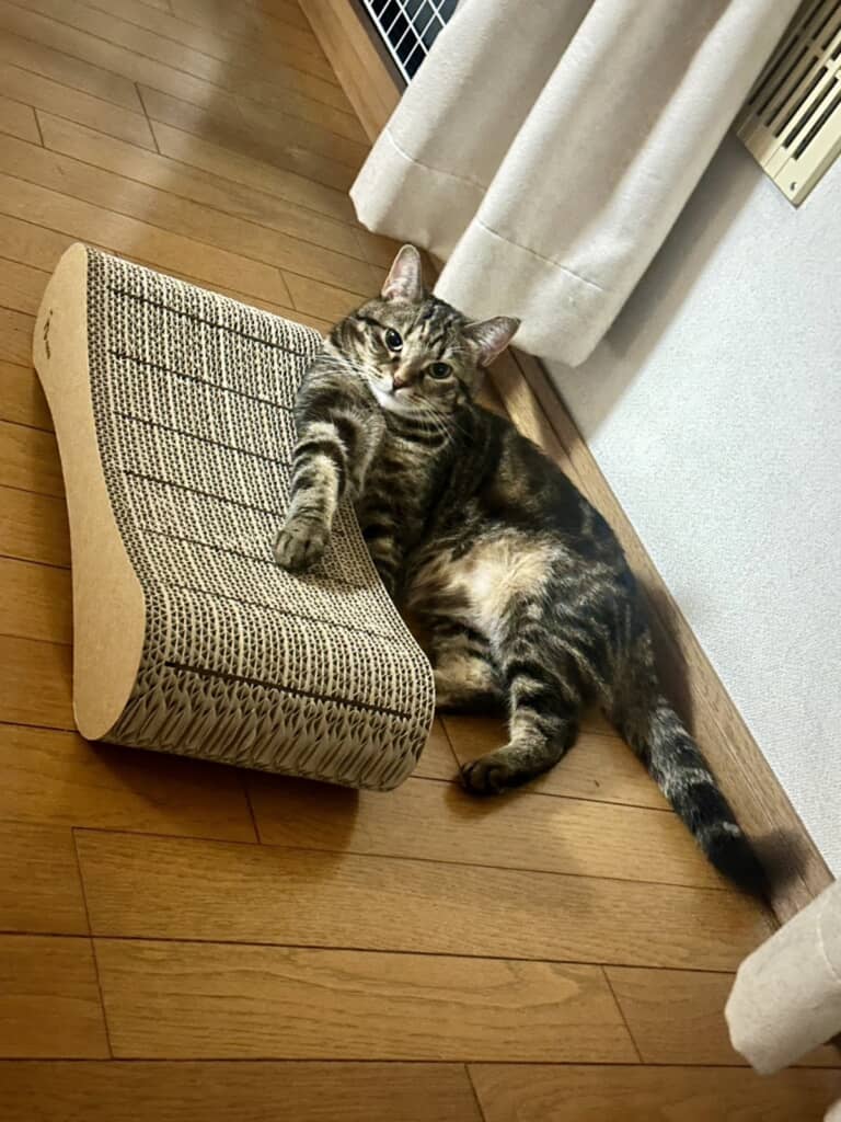 つめまる審議員の猫たち