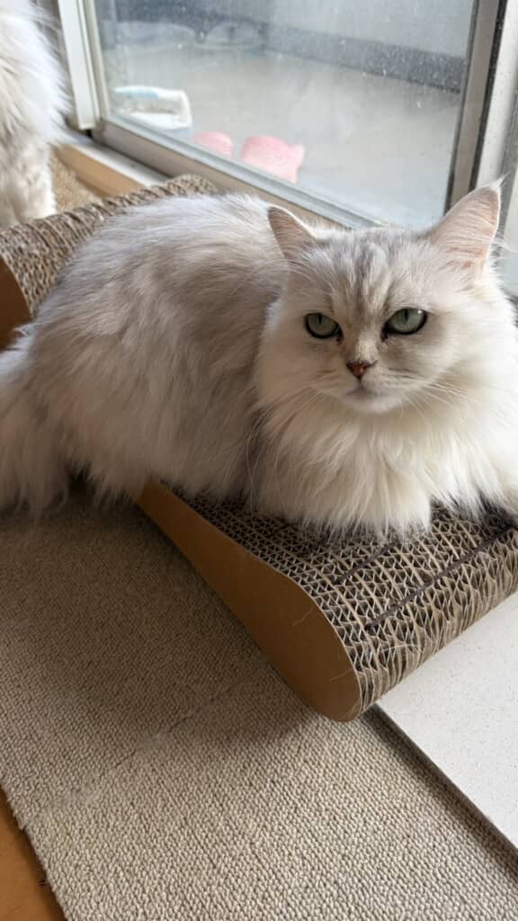 つめまる審議員の猫たち