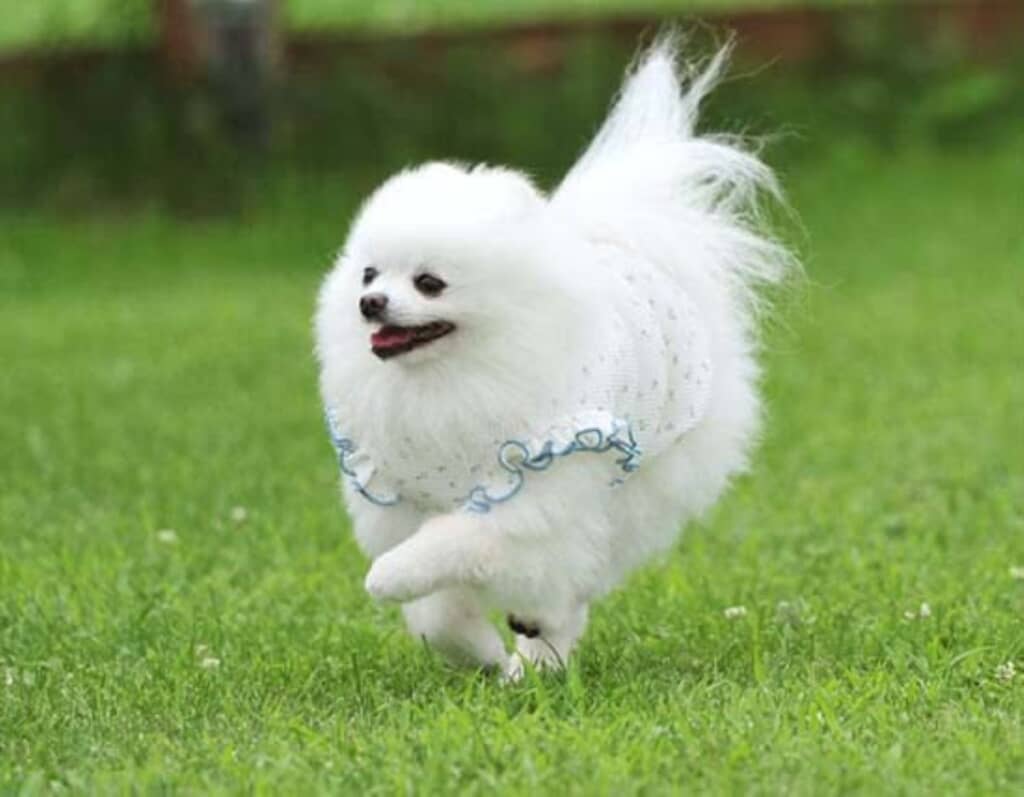 まさにプリンセスの風格を漂わせる愛らしさ
