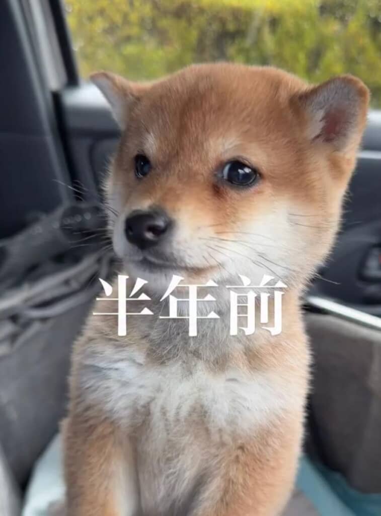お迎え当初、ぶるぶる震えていたいなりくん