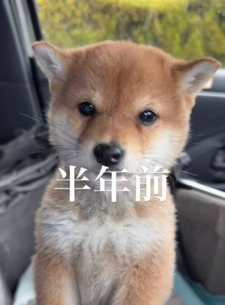 クリッとしたお目々