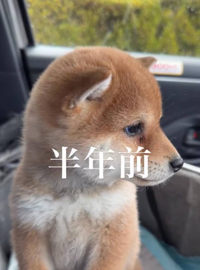 まだ短いマズル