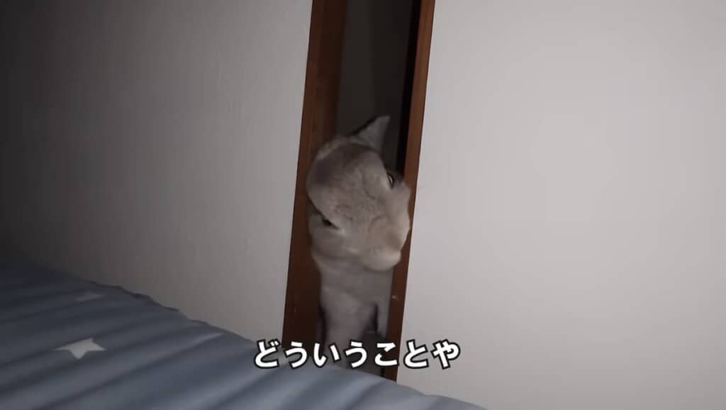 ハウスにいたはずのぽぽちゃん……！