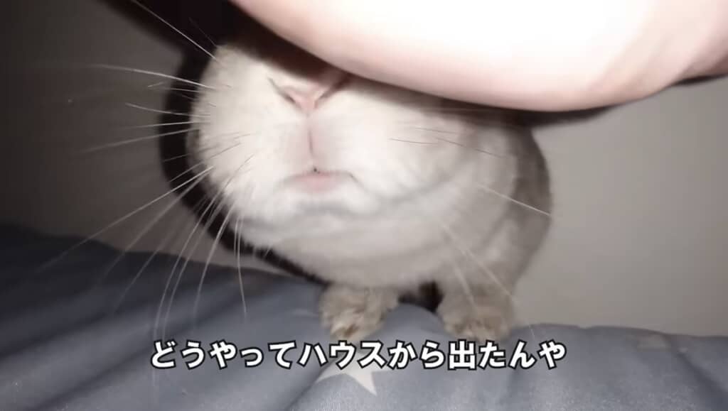 どうやってここまで来たのでしょう