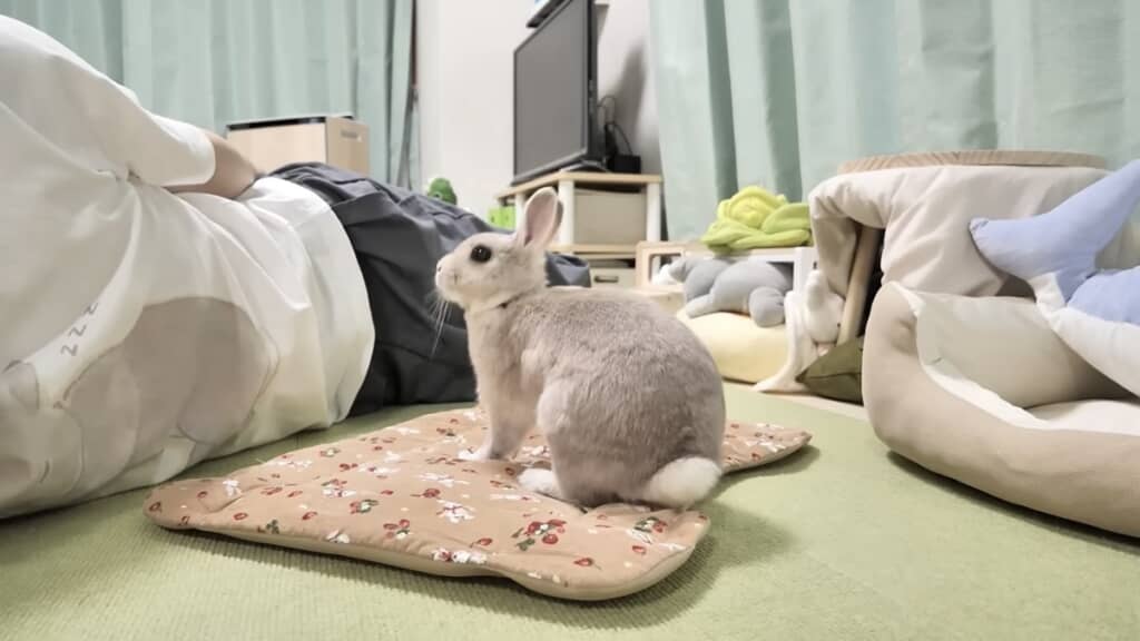 飼い主さんが見てくれててうれしそう