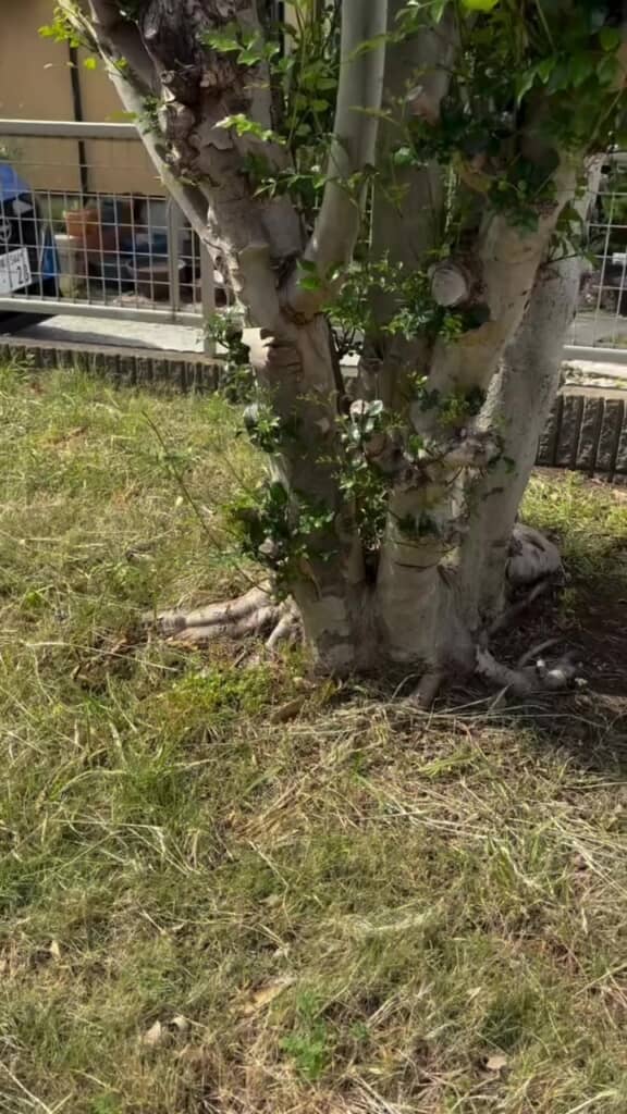 庭にあるシマトネリコ