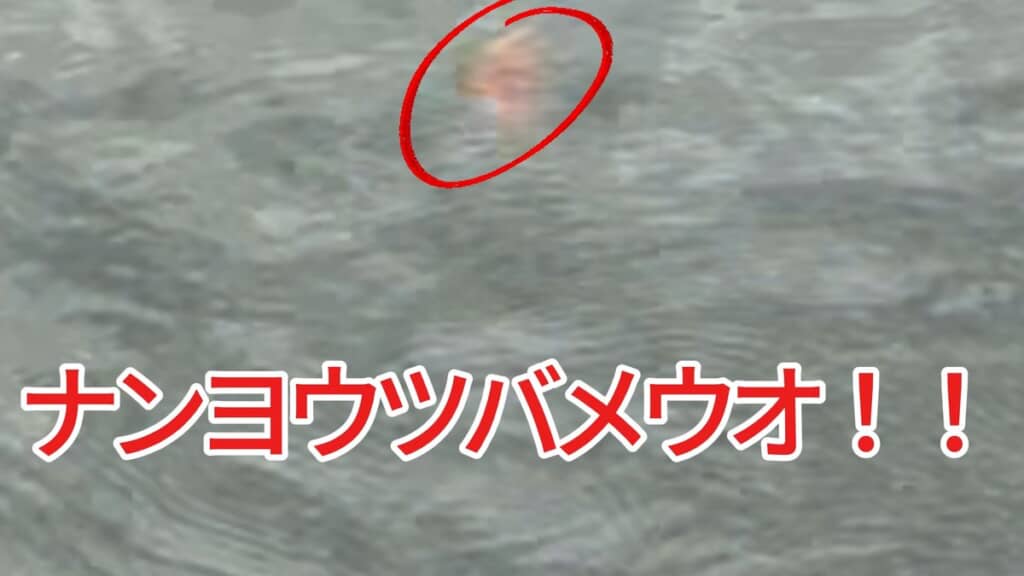 海中を漂うナンヨウツバメウオ