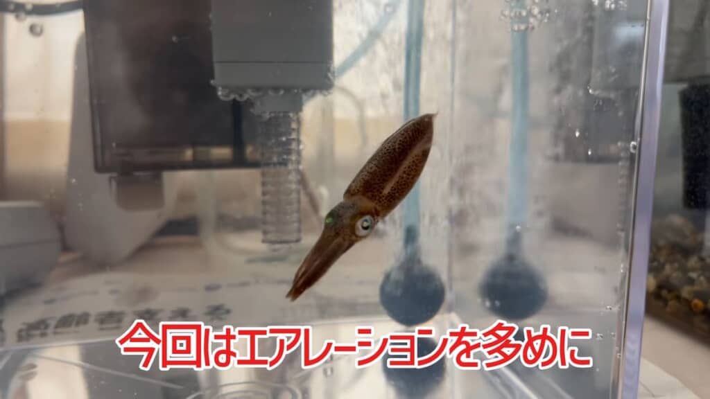 水槽に導入したアオリイカ
