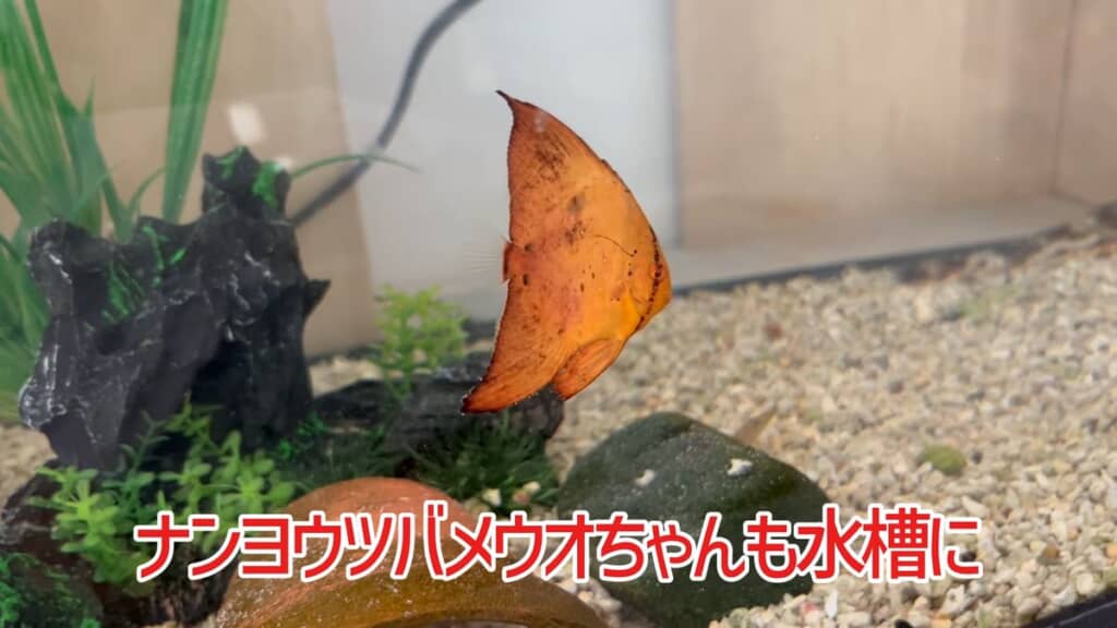 水槽内を泳ぐナンヨウツバメウオ