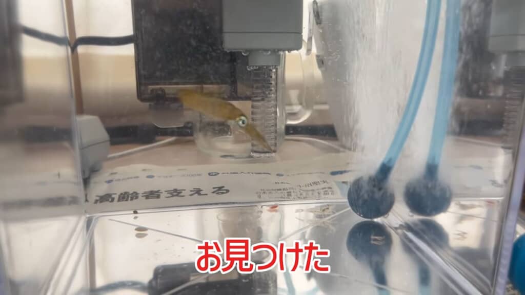 イソスジエビを発見したアオリイカ