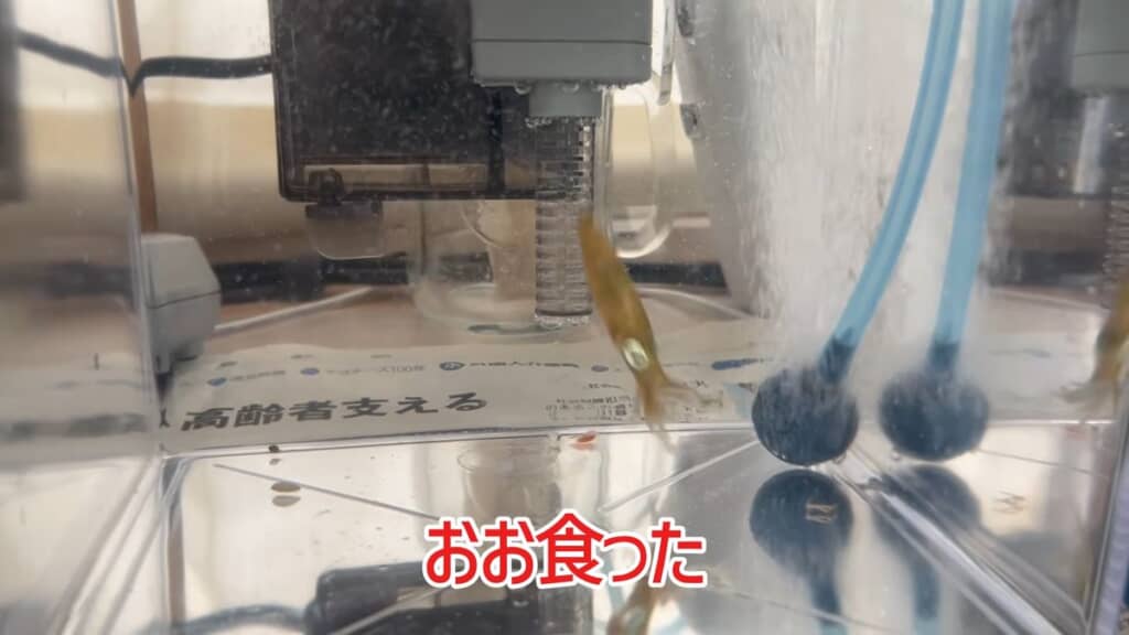 触腕を伸ばして相手を捕まえようとするアオリイカ