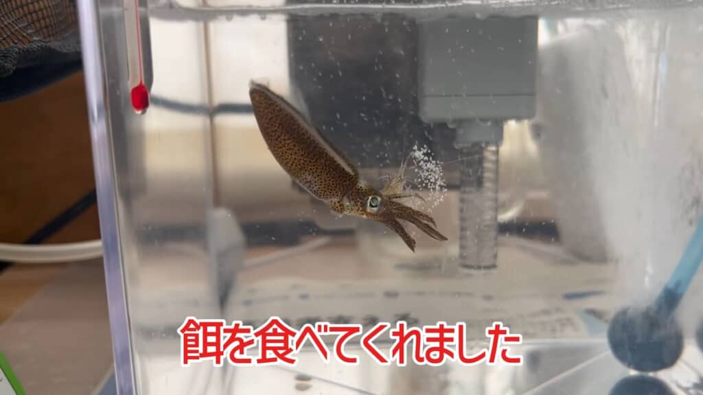 イソスジエビを抱えて食べるアオリイカ