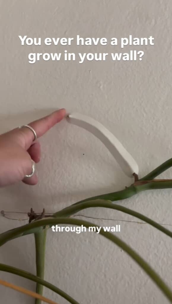 壁の中に植物の一部が入り込むという事態に