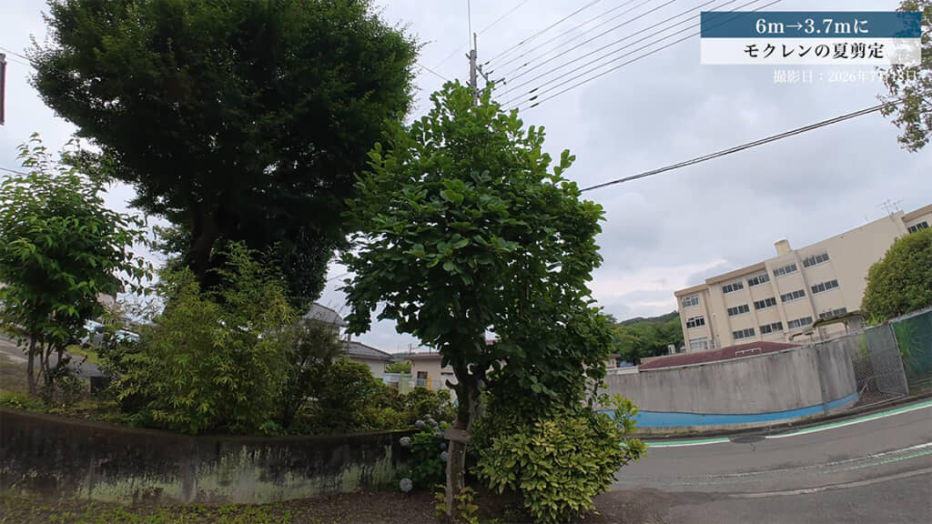 大きくなりすぎたモクレンを剪定していきます
