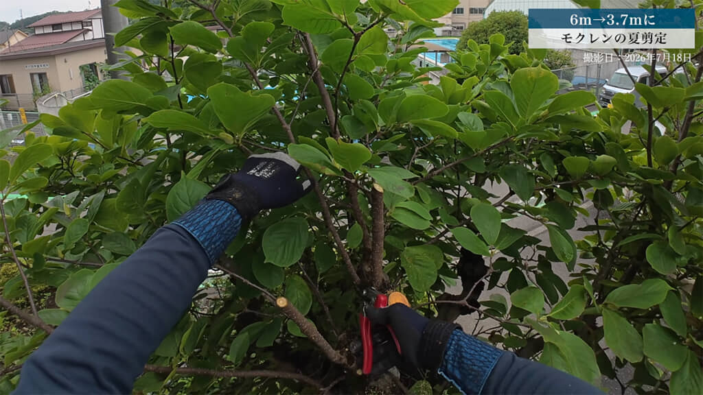 今回は花芽を一番上にすることに