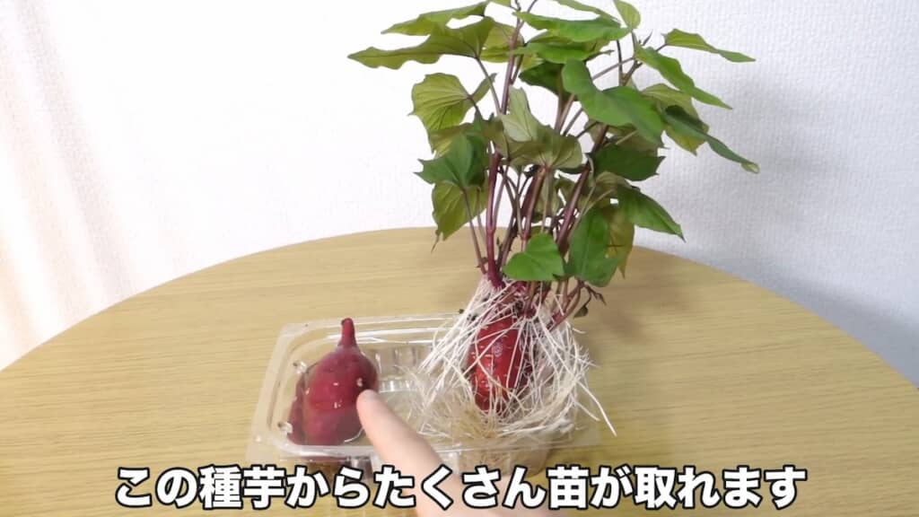 1カ月経ったもの（右）はここまで苗が出ました