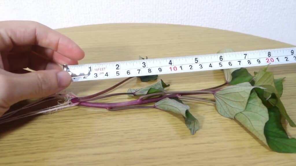 中でもよく育った苗を植え付けに使用