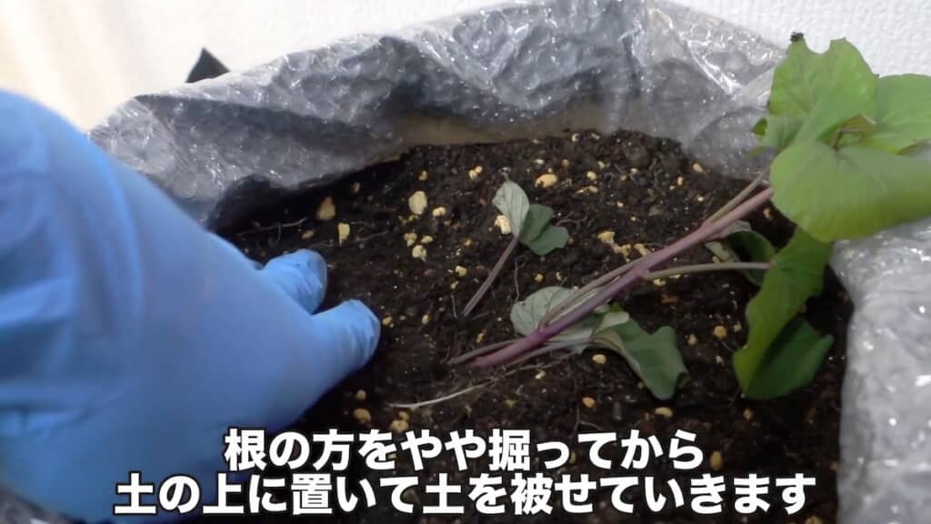 土を混ぜたら苗を植えます