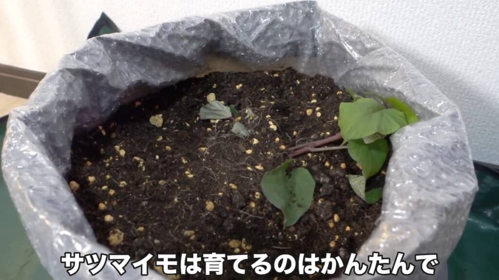 時間はかかりますが、簡単に育てられるとのこと