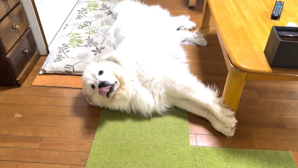 むっちりもふもふのドレミちゃんに仕上がりました!