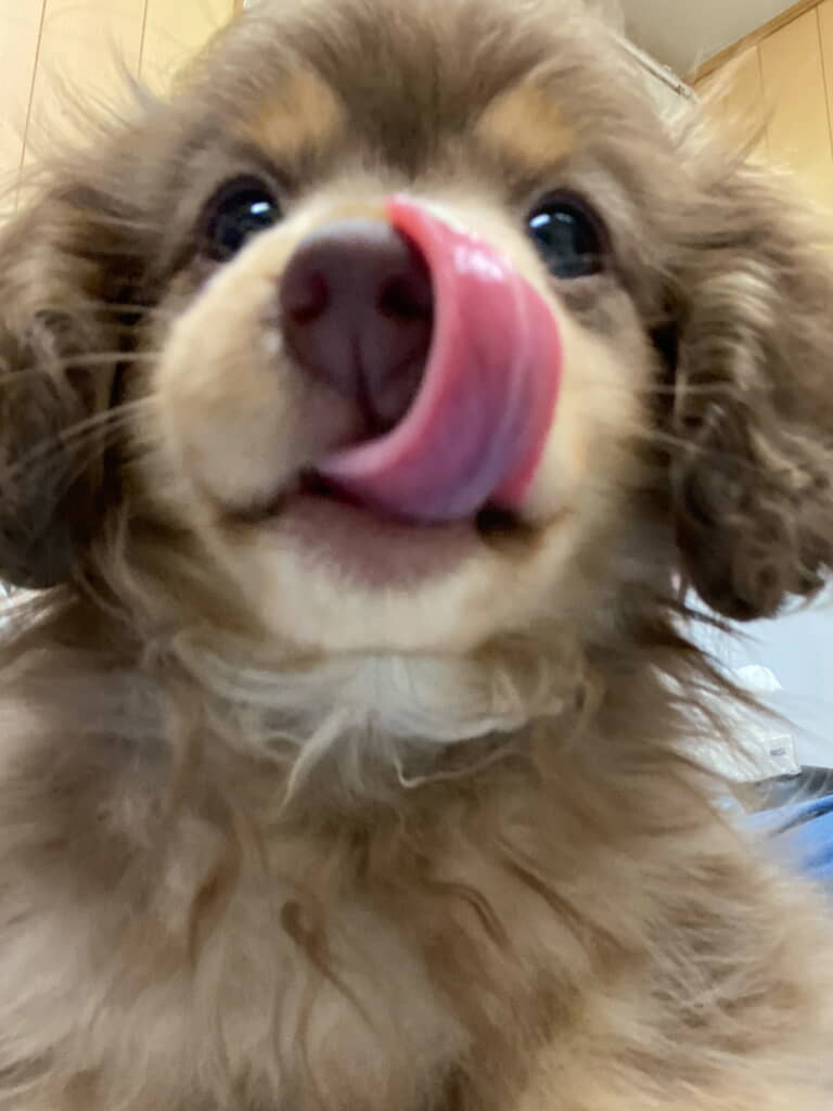 とにかくかわいい