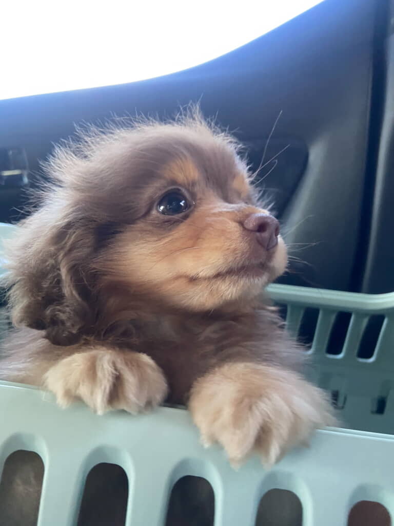 家族として迎えられ移動中の悠ちゃん