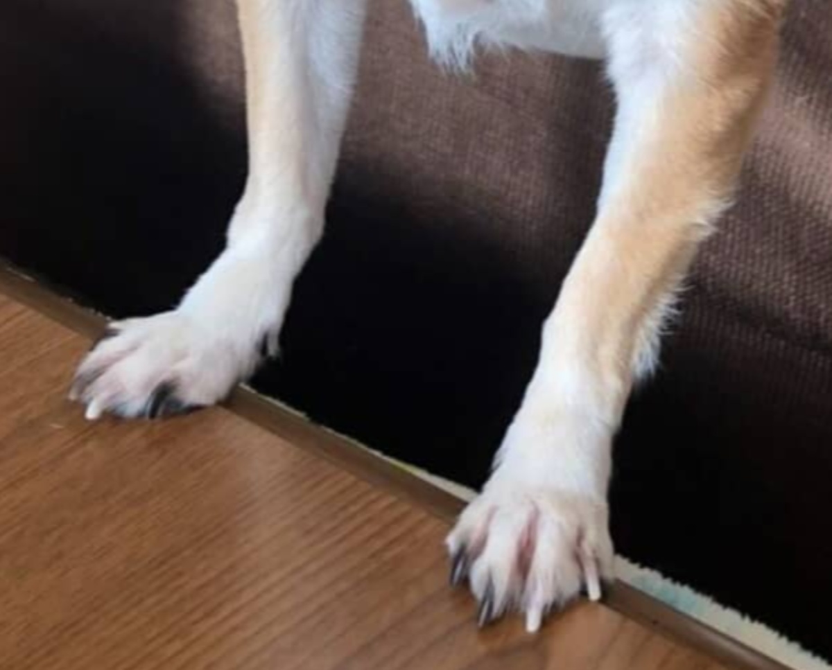 散歩中、小学生に「柴犬の赤ちゃんだ！」と言われた犬→予想外の“正体”に「あぁー笑」「ホッコリ」　1年後の現在を聞いてみた（1/3） | 犬 ねとらぼ
