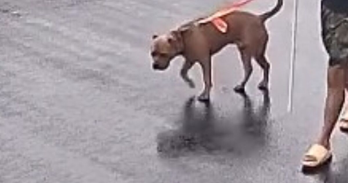 雨の中、夫が犬の散歩へ→妻「やめてくれ」まさかの格好が135万表示「なぜそれ選んだ!?」「いっぬも心なしか恥ずかしそう」 | ライフスタイル ねとらぼ