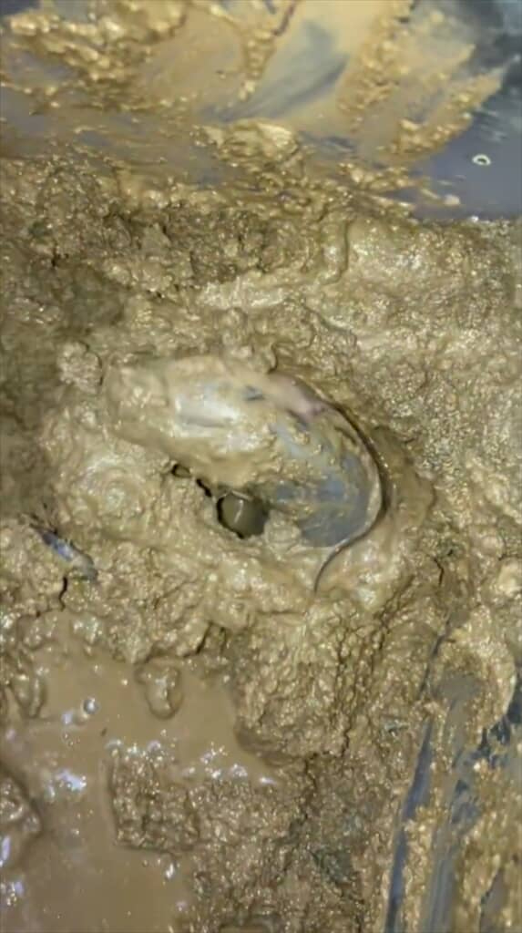 土の中から出てきた謎の生き物