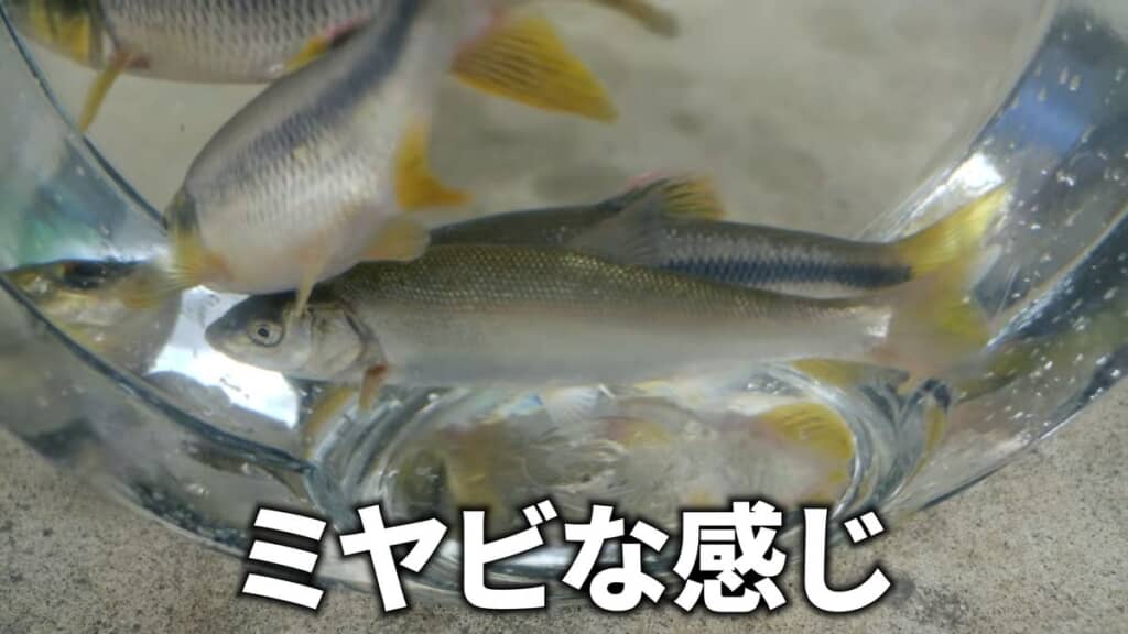 水槽内に入れたウグイやカワムツ