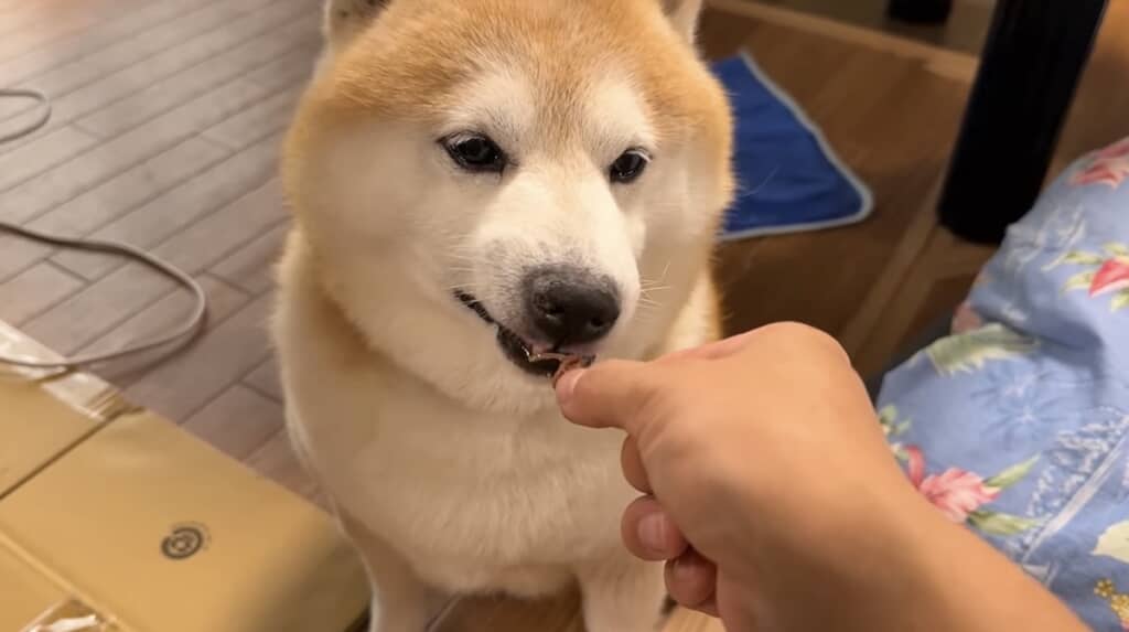 おいしいスペアリブを堪能