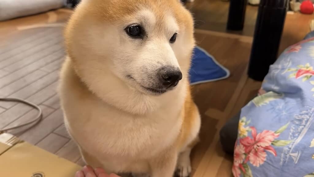 「お手」はしないらんまるくん