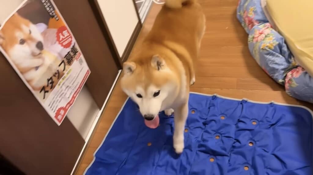キッチンへ追跡