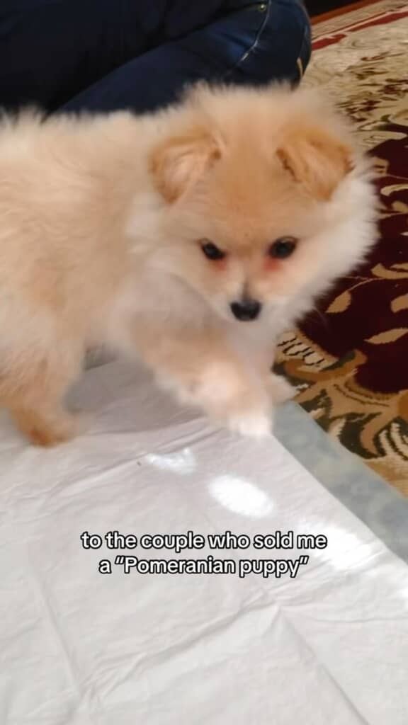 お迎えした当時は一般的なポメラニアンサイズの子犬でした