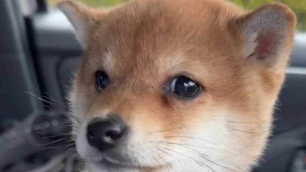 おびえる生後2カ月の子柴犬→お迎えして半年後…… “現在の姿”に飼い主絶叫「何も言えね~」「凄いことになりましたね」(1/3) | 犬 ねとらぼ