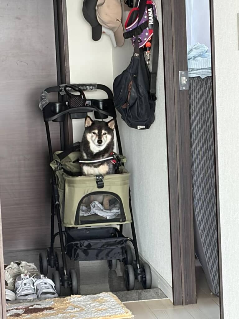 カートに乗せられ待機中のお顔