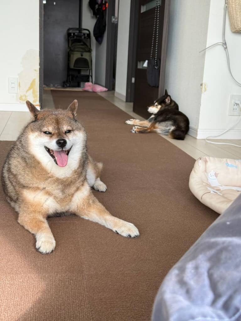 元気な柴犬の後ろに低血圧なあずきちゃん