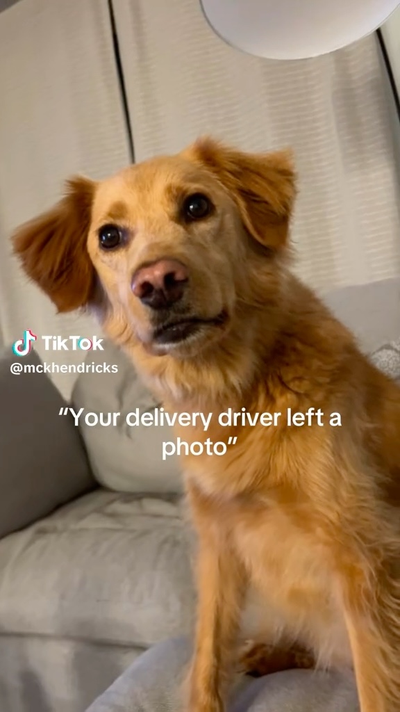 普段の愛犬の様子