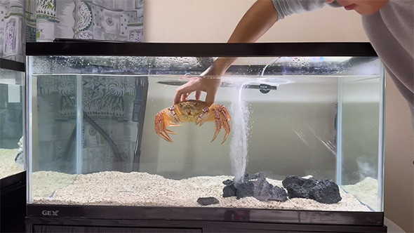 ケガニを水槽に投入！