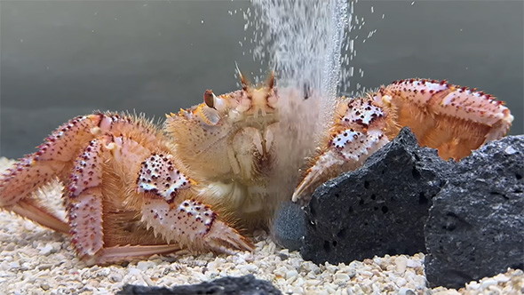 元気になってくれるでしょうか