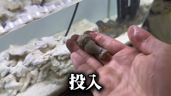 イソギンチャクは別の水槽に入れます