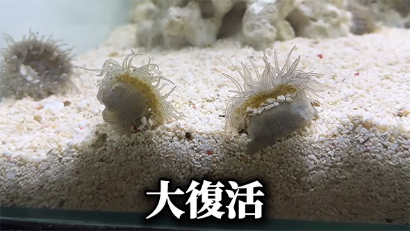 移動し、触手が伸びて……大復活を遂げました！