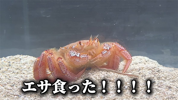 ケガニはエサを食べてくれました