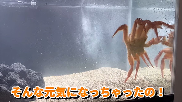 翌日には水槽の中を動き回れるほど元気になりました