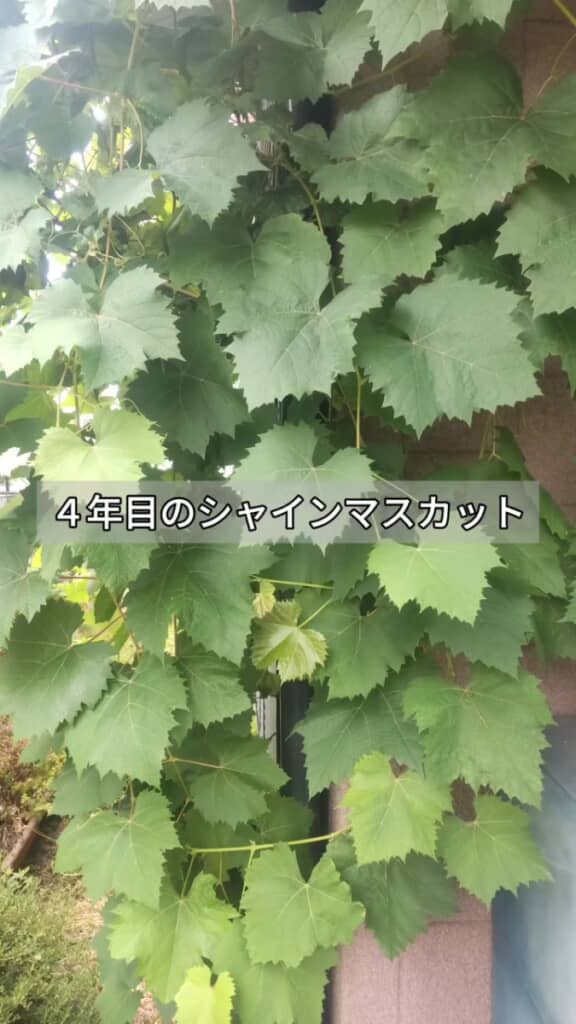 植えてから4年経ったシャインマスカットの苗木