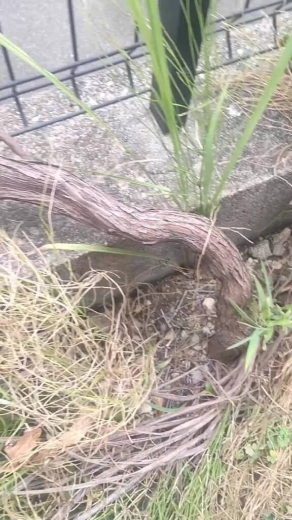 地面から伸びるシャインマスカットの幹