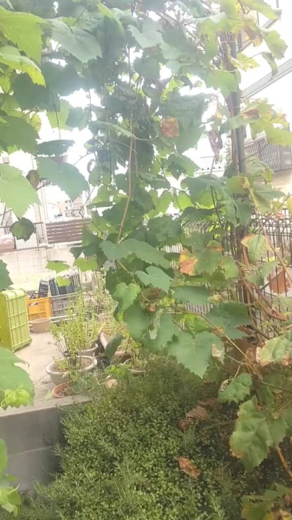 上に向かって伸びていく枝葉