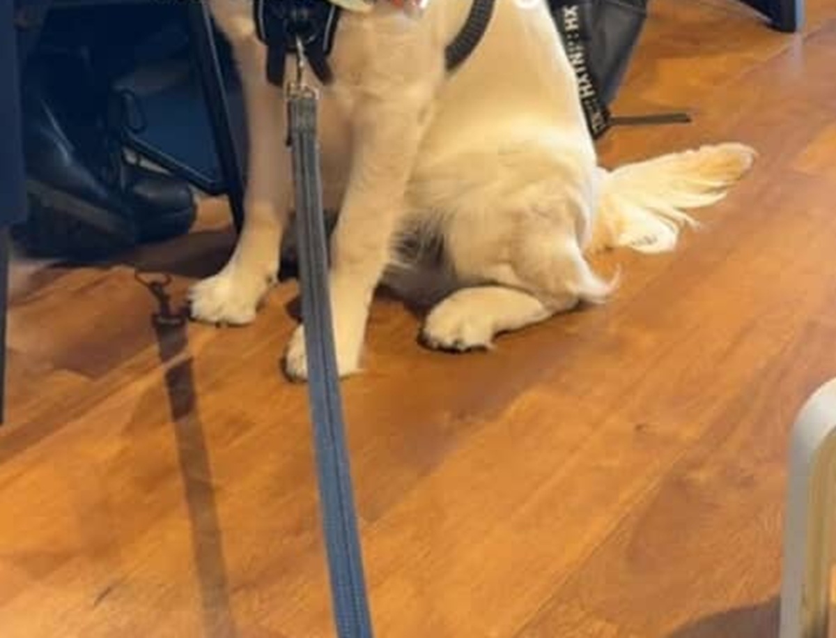愛犬と一緒にカフェに来たはずなのに、ふと見ると……「大笑いした」　130万再生の光景に「わざとだね笑」「うちもこれ」【海外】（1/2） | 犬 ねとらぼ
